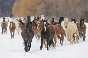 Images Dated 4th July 2019: Rodeo horses running during winter roundup, Kalispell, Montana