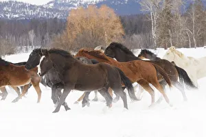 Images Dated 4th July 2019: Rodeo horses running during winter roundup, Kalispell, Montana