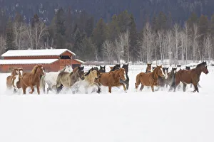 Images Dated 4th July 2019: Rodeo horses running during winter roundup, Kalispell, Montana