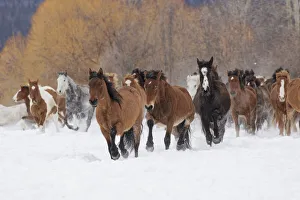 Rodeo horses running during winter roundup, Kalispell, Montana