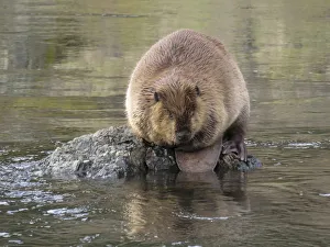 Rogue River, Oregon, USA. Beaver sitting on a rock in a stream in a wilderness area