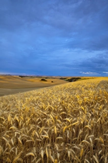 Mature Prints: Rolling Hills of barley in the Palouse near Pullman, Washington