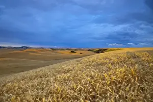 Mature Prints: Rolling Hills of barley wheat and lentil peas in the Palouse near Pullman, Washington