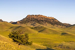 Rolling hills of the Bears Paw Mountains in summer in Blaine County, Montana, USA
