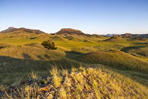 Rolling Hills Prints: Rolling hills of the Bears Paw Mountains in summer in Blaine County, Montana, USA