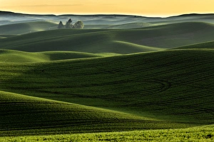 Rolling hills covered in wheat at sunset, Palouse region of eastern Washington