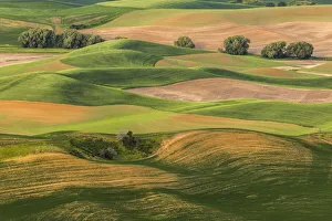 Images Dated 30th July 2020: Rolling hills of emerging wheat crops in spring, elevated view from Steptoe Butte State