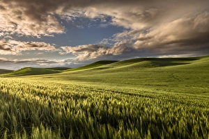 Images Dated 14th October 2017: Rolling hills of wheat at sunrise, Palouse region of eastern Washington