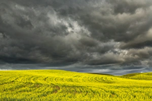 Images Dated 12th June 2014: Rolling hills of yellow canola, Palouse region of eastern Washington