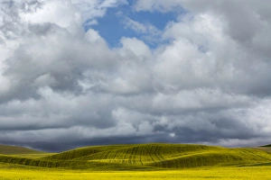 Images Dated 14th October 2017: Rolling hills of yellow canola, Palouse region of eastern Washington