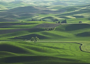 Images Dated 2003 June: The rolling Palouse Hills of eastern Washington are covered with vibrant shades