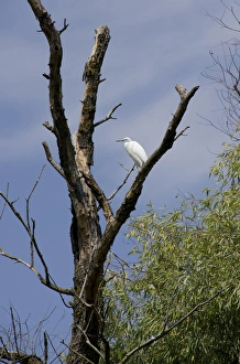 Biosphere Reserve Prints: Romania, Dobrudgea region, Tulcea, Danube Delta. Sfantu Gheorghe channel. Little Egret