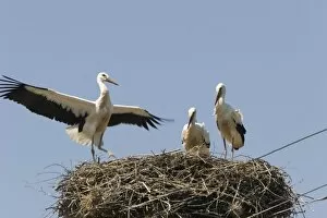 Romania, Fagaras, European Stork, mother and Chicks in the nest on the top of the