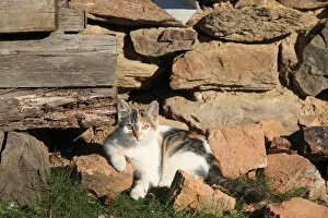 Romania Collection: Romania Maramures County, Dobricu Lapusului. Cat leaning against stone wall