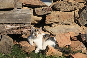 Romania Gallery: Romania Maramures County, Dobricu Lapusului. Cat leaning against stone wall