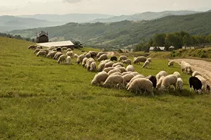 Romania, Transilvania, Carpatian Mountains, Shep herds eating
