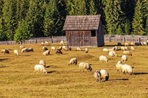 Transylvania Prints: Romania, Transylvania, Carpathian Mountains. Bucovina. Grazing sheep