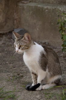 Domesticated Prints: Romania, Transylvania, Sighisoara. Pet cat
