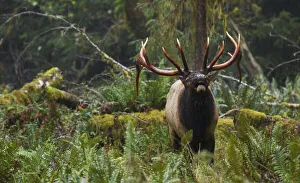 Roosevelt bull elk flehmen