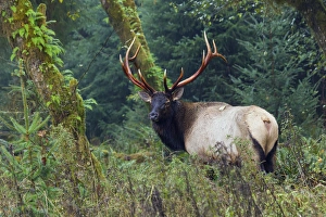 Ken Archer Prints: Roosevelt Bull Elk; Hoh Rainforest