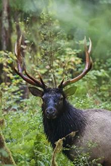 Prints of Roosevelt bull elk, Olympic Rainforest Images Dated 2019 November: Roosevelt bull elk, Olympic Rainforest