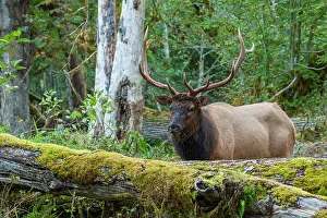 Rainforest Prints: Roosevelt bull elk, Pacific Northwest rainforest