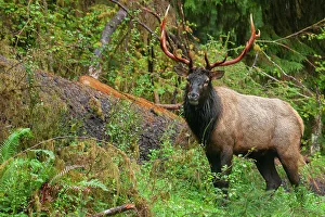 Rainforest Prints: Roosevelt bull elk, Pacific Northwest rainforest
