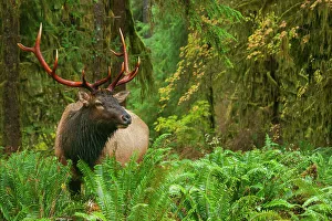 Roosevelt bull elk, Pacific Northwest rainforest