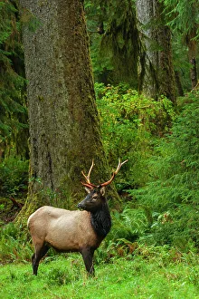 Old Growth Prints: Roosevelt bull elk, Pacific Northwest rainforest