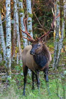 Old Growth Prints: Roosevelt bull elk, Pacific Northwest rainforest