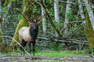 Old Growth Prints: Roosevelt bull elk, Pacific Northwest rainforest