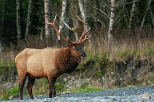 Old Growth Prints: Roosevelt bull elk, Pacific Northwest rainforest