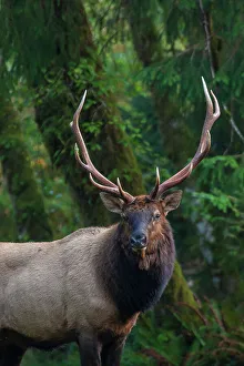 Old Growth Prints: Roosevelt bull elk, Pacific Northwest rainforest