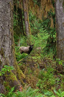 Rainforest Prints: Roosevelt bull elk, Pacific Northwest rainforest