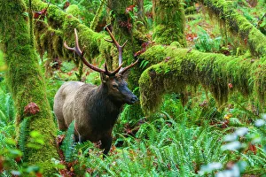 Rainforest Prints: Roosevelt bull elk, Pacific Northwest rainforest