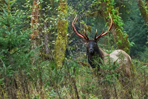 Old Growth Prints: Roosevelt bull elk, Pacific Northwest rainforest