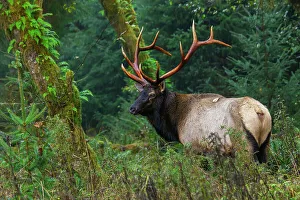 Old Growth Prints: Roosevelt bull elk, Pacific Northwest rainforest