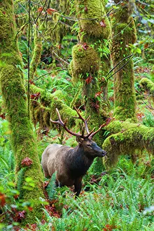 Images Dated 31st December 2022: Roosevelt bull elk, USA, Washington State. Olympic National Park