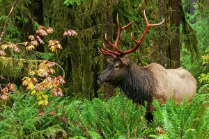 Roosevelt bull elk, USA, Washington State. Olympic National Park