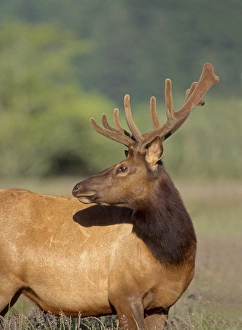 Biology Prints: Roosevelt elk (Cervus canadensis roosevelti ) male with velvet covered antlers, Dean