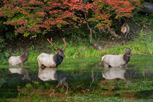 Roosevelt elk herd, Pacific Northwest rainforest