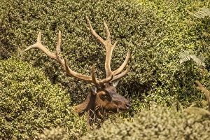 Michael Qualls Prints: Roosevelt Elk at midday along the Pacific coast at Prairie Creek Redwoods State Park