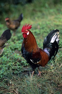 Farm Animal Prints: Rooster
