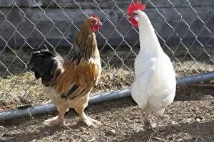 Images Dated 18th April 2008: Rooster Brahma bantum, white leghorn hen
