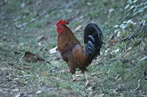 Images Dated 15th April 2004: Rooster on Devils Island; Ile Royale; Devils Islands, French Guiana