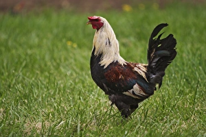 Images Dated 29th April 2004: Rooster Pioneer Homestead at Oconaluftee Visitor Center Great Smoky Mountains N