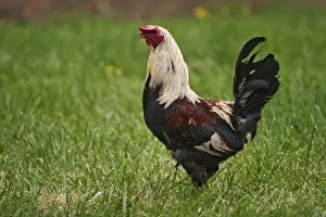 Domestic Prints: Rooster Pioneer Homestead at Oconaluftee Visitor Center Great Smoky Mountains N