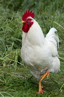 Gansu Province Prints: Rooster, Zhangye, Gansu Province, China