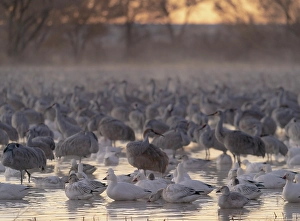 Goose Prints: Roosting ponds of sandhill cranes and snow geese, Bernardo Wildlife Area, New Mexico