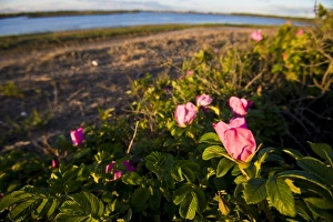 Scent Prints: Rosa rugosa on Long Beach in Stratford, Connecticut. Adjacent to the Great Meadows